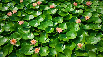 曹县万亩荷塘生态园