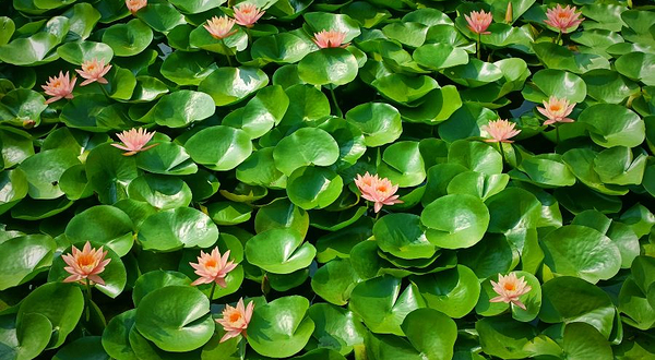 曹县万亩荷塘生态园