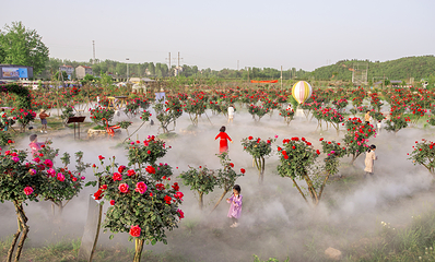 月季花海第 11 张图片