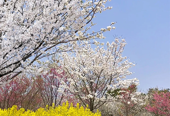岳阳樱花园第 26 张图片