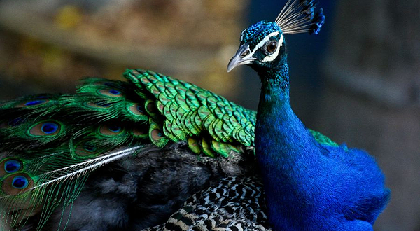 招远市西山动物园