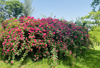 秦岭国家植物园第 15 张图片