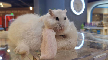 元素萌宠(工联CC店)