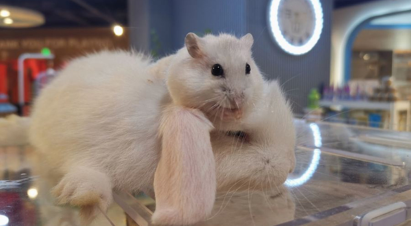 元素萌宠(工联CC店)