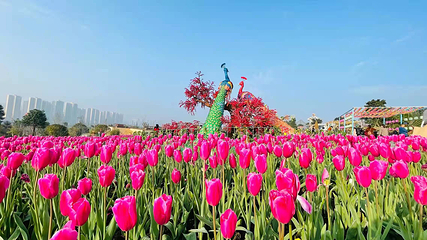 音乐百花谷第 28 张图片