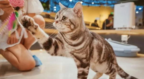 猫咪博物馆(淮安区万达店)