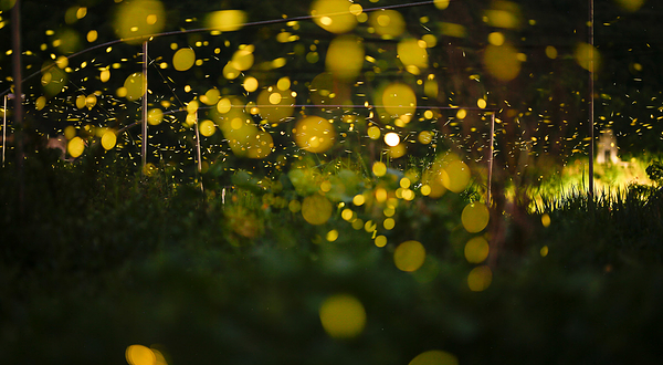 元邦萤火虫庄园