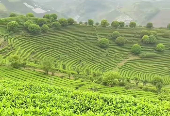 阳朔茶观园景区第 1 张图片