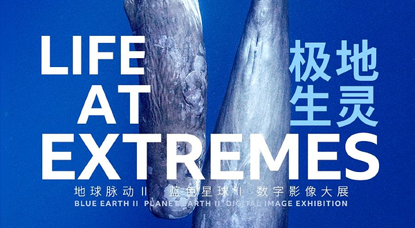 英国BBC EARTH 极地生灵数字影像大展 - 昆明站