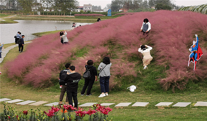 沔州百万花海风景区第 22 张图片