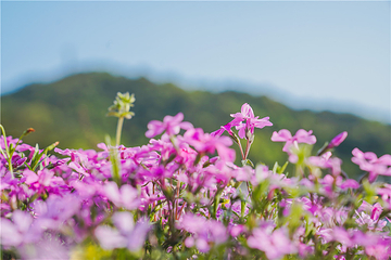 石燕湖芝樱花海第 12 张图片