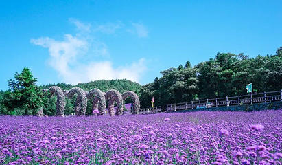野三关森林花海第 27 张图片