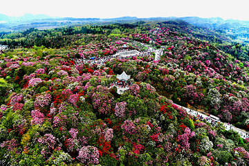 百里杜鹃风景区第 19 张图片