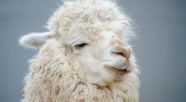 神兽羊驼主题馆（南京万达茂店）