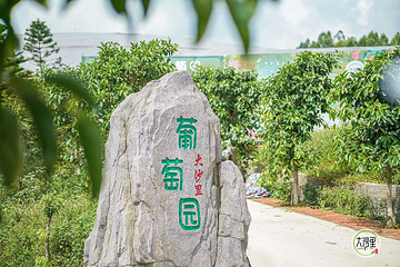 大沙里·欢茶谷第 18 张图片
