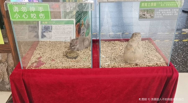 噜噜世界 · 格林咔咔奇幻动物王国（淄博富力万达店）