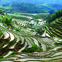 桃源梯田