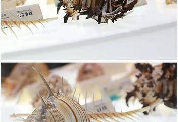贝壳梦幻世界第 44 张图片