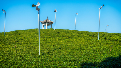 大木山茶园景区第 7 张图片