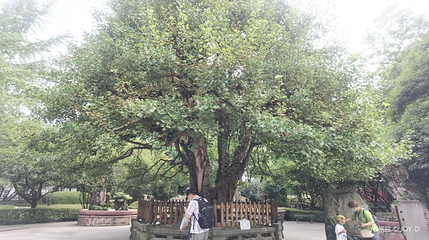 张松银杏第 1 张图片