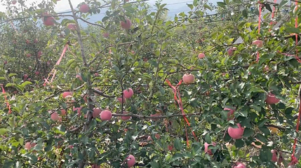 长兴林果景区第 1 张图片