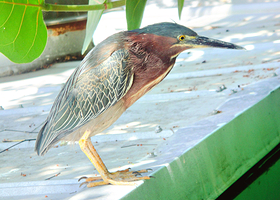 基韦斯特水族馆