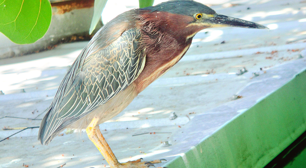 基韦斯特水族馆