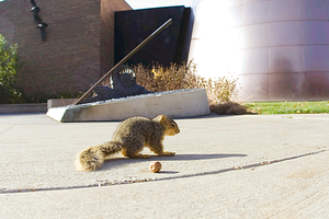克利夫兰自然历史博物馆