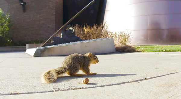 克利夫兰自然历史博物馆