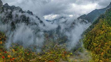 太白山国家森林公园-红桦坪