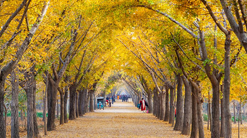 邳州银杏时光隧道景区