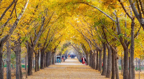 邳州银杏时光隧道景区