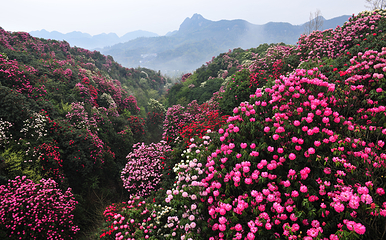 百里杜鹃风景区第 17 张图片