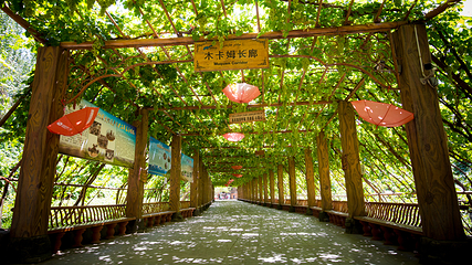 葡萄沟第 9 张图片