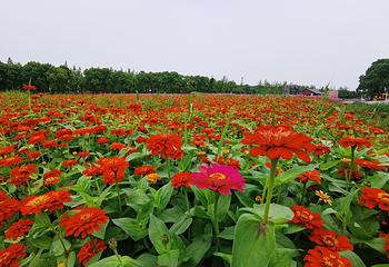 四季花海第 3 张图片