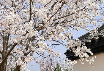 岳阳樱花园第 28 张图片