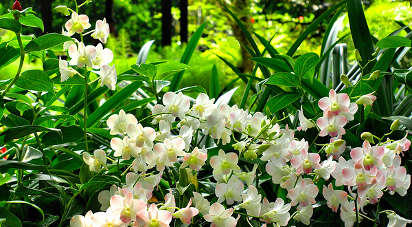 新加坡国家胡姬园