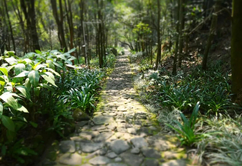 南宁昆仑关旅游风景区第 18 张图片