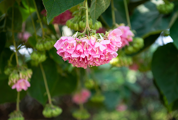 南宁市花卉公园第 9 张图片