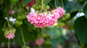 南宁市花卉公园