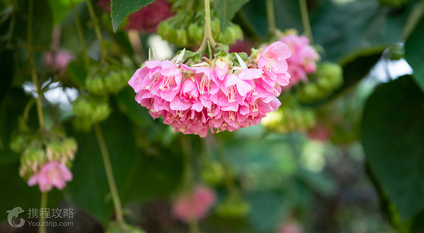 南宁市花卉公园