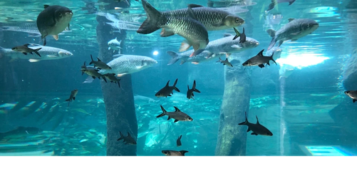 兰卡威海底世界第 5 张图片