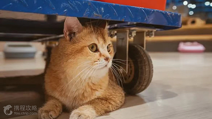 猫咪博物馆(咸阳丽彩万达店)第 2 张图片