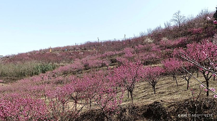 秦岭龙阳沟千亩红梅基地第 1 张图片