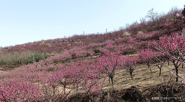 秦岭千亩红梅基地
