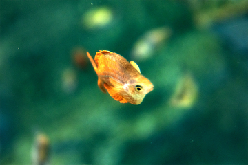 曼德勒湾鲨鱼礁水族馆第 8 张图片