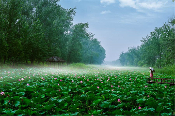 滕州微山湖红荷湿地第 88 张图片