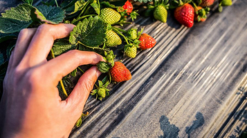 老杨草莓园(丰收路店)