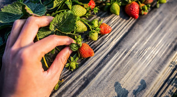 老杨草莓园(丰收路店)