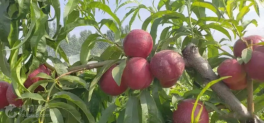 山东润源众禾生态农业园第 3 张图片